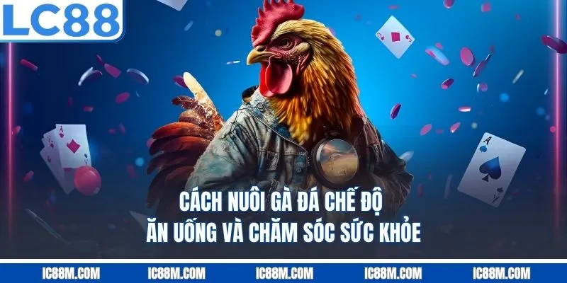 Cách Nuôi Gà Đá - Chế Độ Ăn Uống Và Chăm Sóc Sức Khỏe