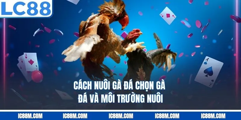 Cách Nuôi Gà Đá - Chọn Gà Đá Và Môi Trường Nuôi