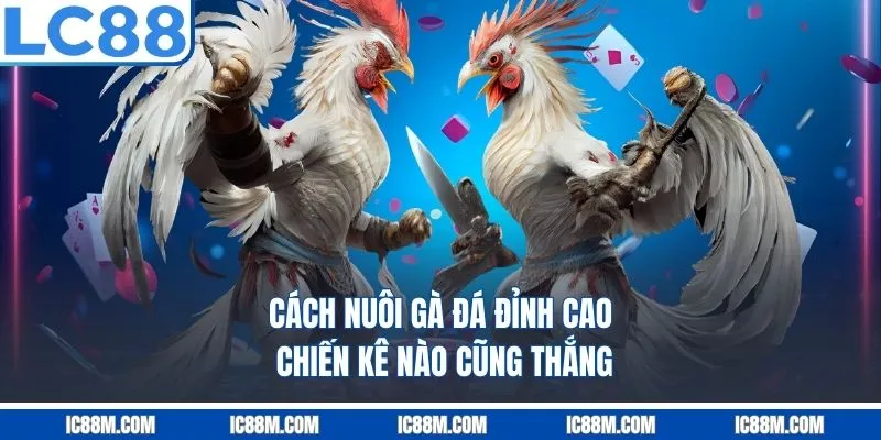 Cách Nuôi Gà Đá Đỉnh Cao: Chiến Kê Nào Cũng Thắng