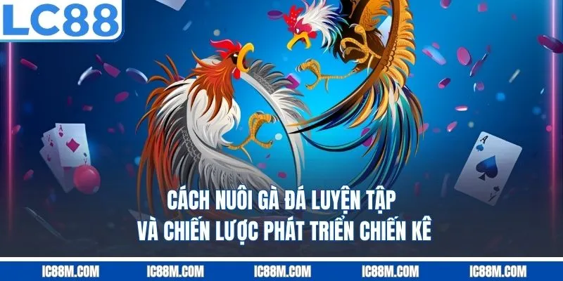 Cách Nuôi Gà Đá - Chế Độ Ăn Uống Và Chăm Sóc Sức Khỏe