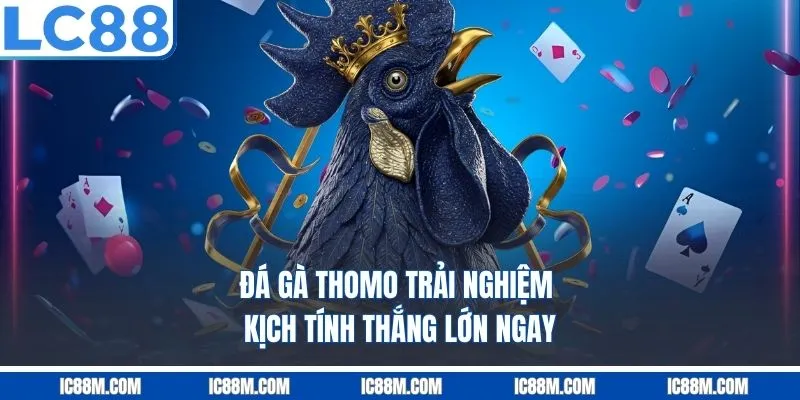 Đá Gà Thomo – Trải Nghiệm Kịch Tính, Thắng Lớn Ngay